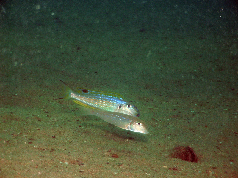 Xenotilapia ochrogenys 'Mabilibili Bay'